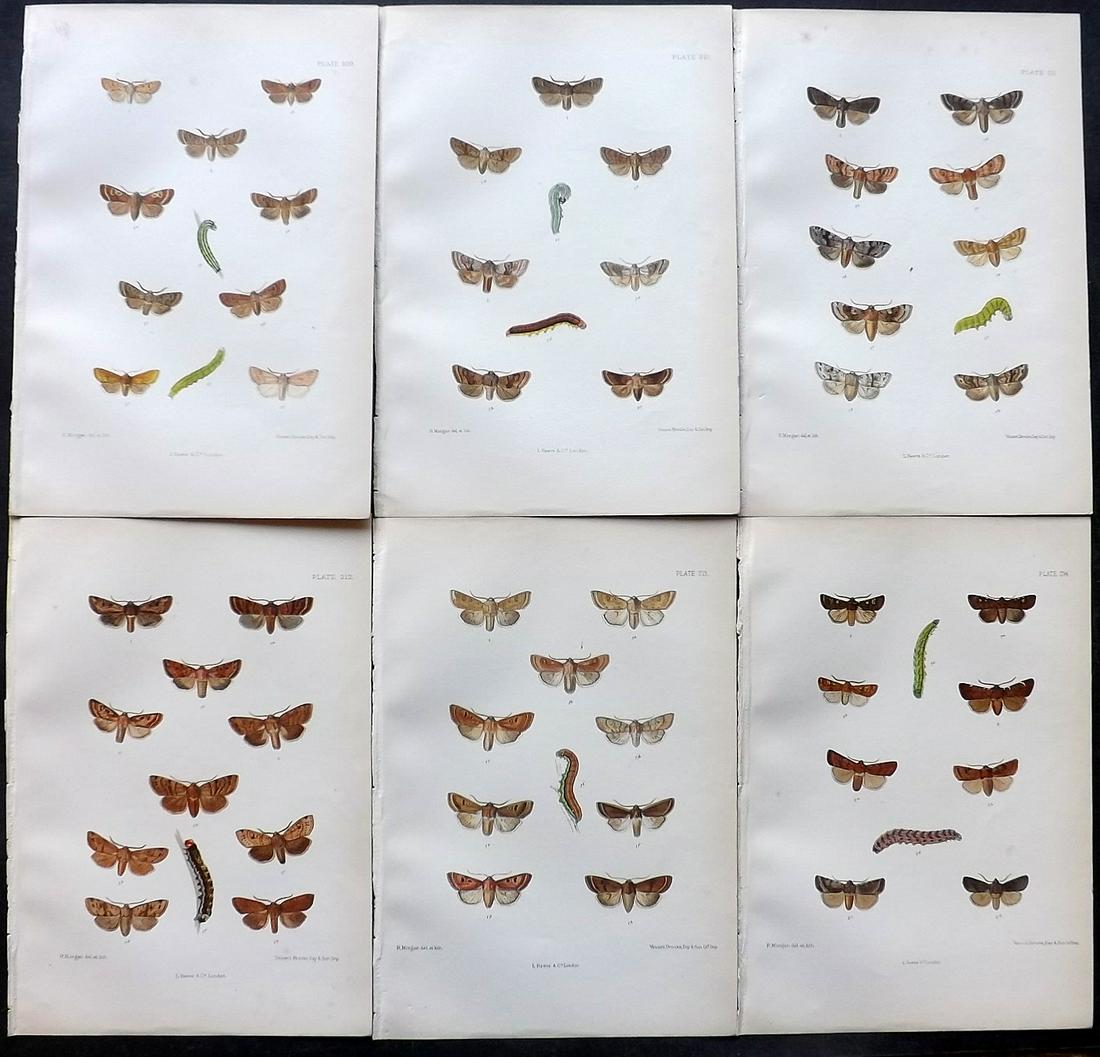 Barrett, Charles 1890's Lot of 6 Antique Butterfly Prints (1 of 2)