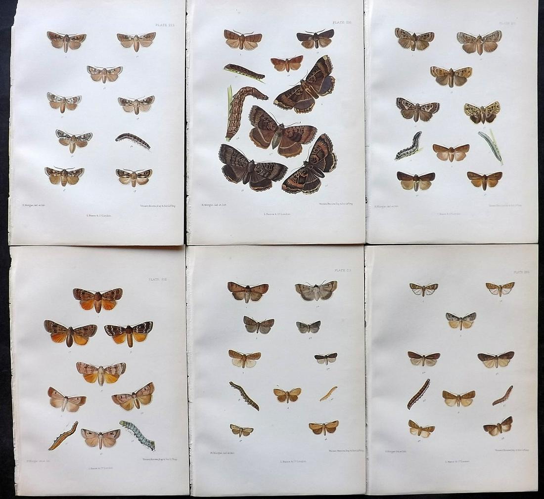 Barrett, Charles 1890's Lot of 6 Antique Butterfly Prints: Lithographs Published 1893-1907, London for "The Lepidoptera of the British Islands" by Charles G. Barrett. Printed in colours, some with additional hand colour. With accompanying descriptive text. Sc
