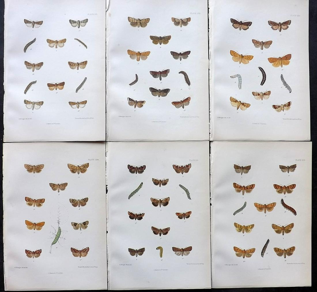 Barrett, Charles 1890's Lot of 6 Antique Butterfly Prints: Lithographs Published 1893-1907, London for "The Lepidoptera of the British Islands" by Charles G. Barrett. Printed in colours, some with additional hand colour. With accompanying descriptive text. Sc