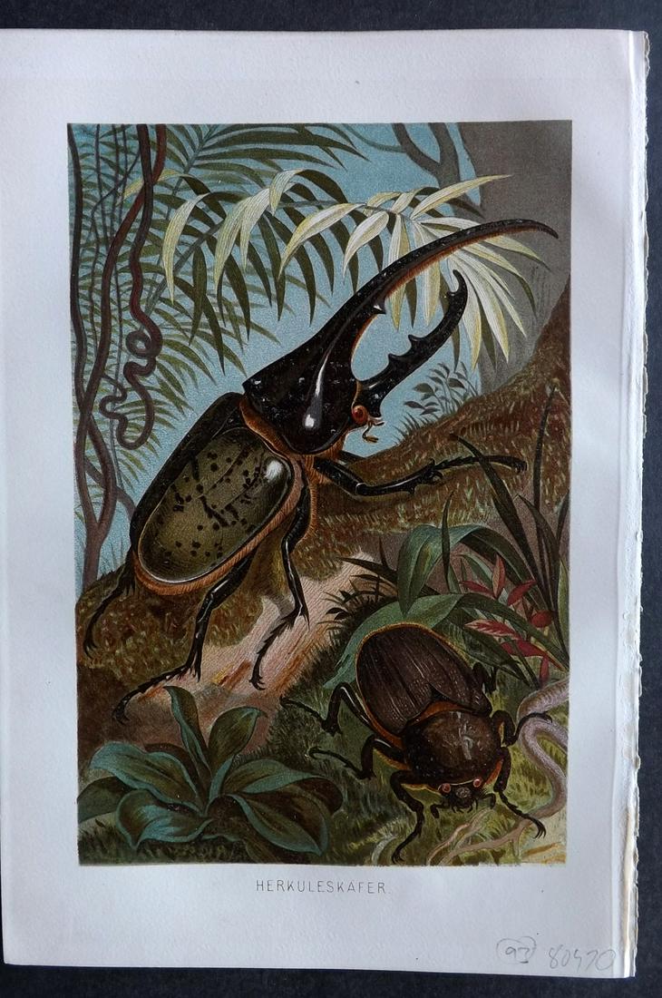 Brehm & Pechuel-Losche 1892 Antique Print. Hercules Beetle: Chromolithograph Published 1890-93, Leipzig and Vienna for "Brehms Tierleben. Allgemeine Kunde des Tierreichs" by Alfred Edmund Brehm, Eduard Pechuel-Losche and Wilhelm Haacke. Many of the same images