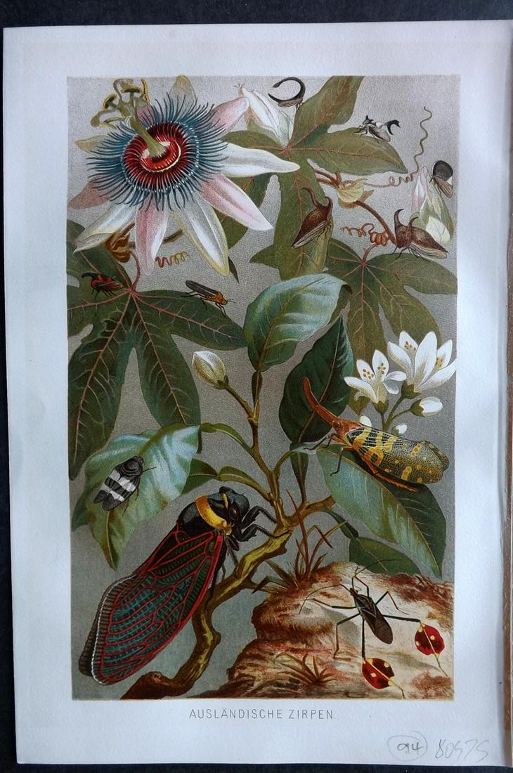 Brehm & Pechuel-Losche 1892 Antique Print. Insects & Passion Flower: Chromolithograph Published 1890-93, Leipzig and Vienna for "Brehms Tierleben. Allgemeine Kunde des Tierreichs" by Alfred Edmund Brehm, Eduard Pechuel-Losche and Wilhelm Haacke. Many of the same images
