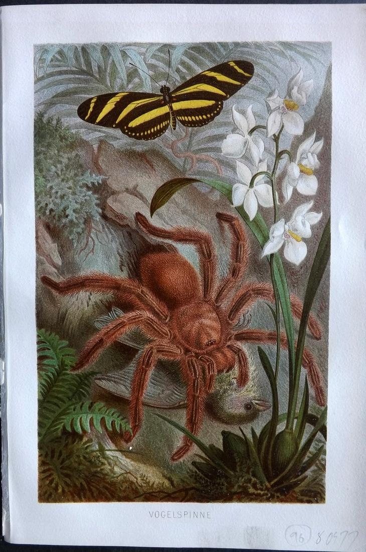 Brehm & Pechuel-Losche 1892 Antique Print. Tarantula Spider: Chromolithograph Published 1890-93, Leipzig and Vienna for "Brehms Tierleben. Allgemeine Kunde des Tierreichs" by Alfred Edmund Brehm, Eduard Pechuel-Losche and Wilhelm Haacke. Many of the same images