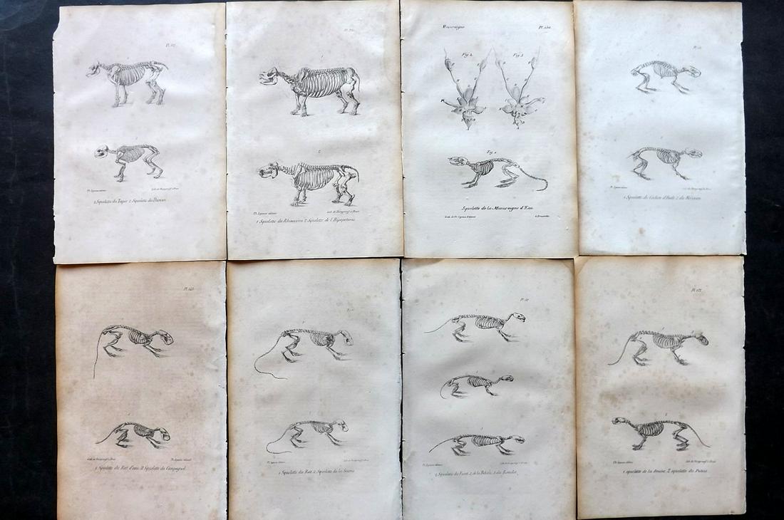 Buffon, Comte de 1830 Lot of 8 Natural History Anatomy Skeleton Prints (1 of 2)