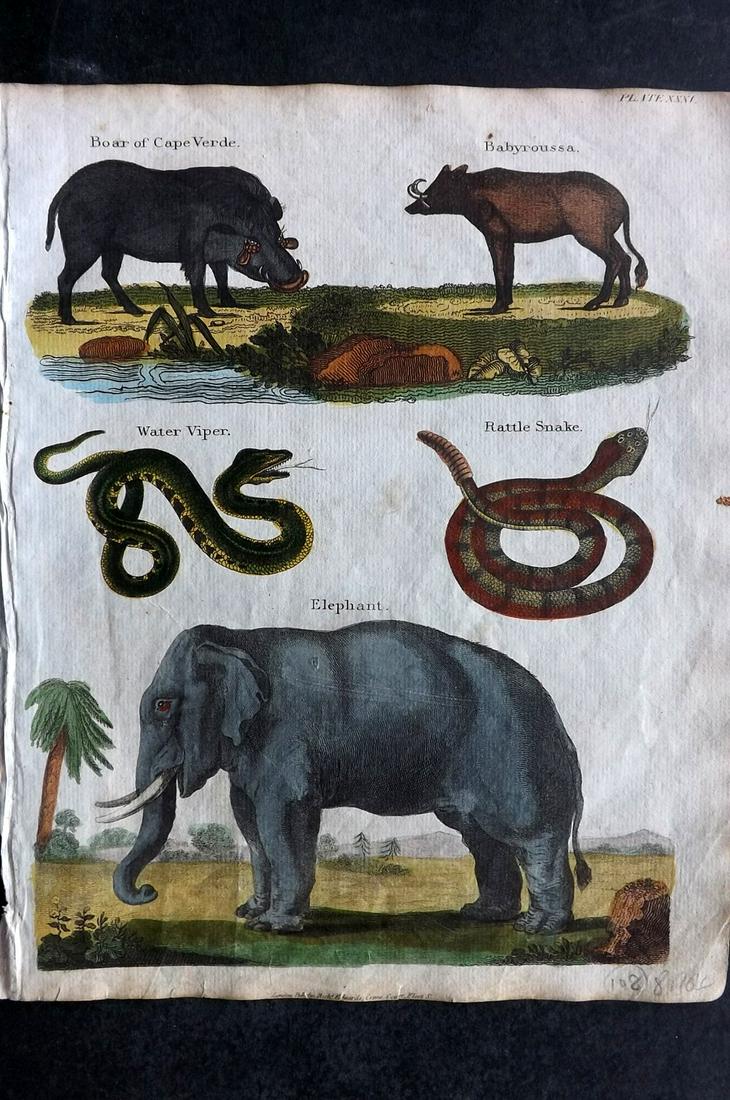 Goldsmith & Shaw 1817 HC Print. Elephant, Snake, Boar: Hand Coloured Copper Plates Published 1817, London for "A History of the Earth and Animated Nature" Also titled "Panorama of Nature" by Oliver Goldsmith and George Shaw. Fine hand colour as issued. Ra