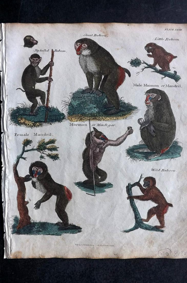 Goldsmith & Shaw 1817 HC Print. Monkeys: Hand Coloured Copper Plates Published 1817, London for "A History of the Earth and Animated Nature" Also titled "Panorama of Nature" by Oliver Goldsmith and George Shaw. Fine hand colour as issued. Ra