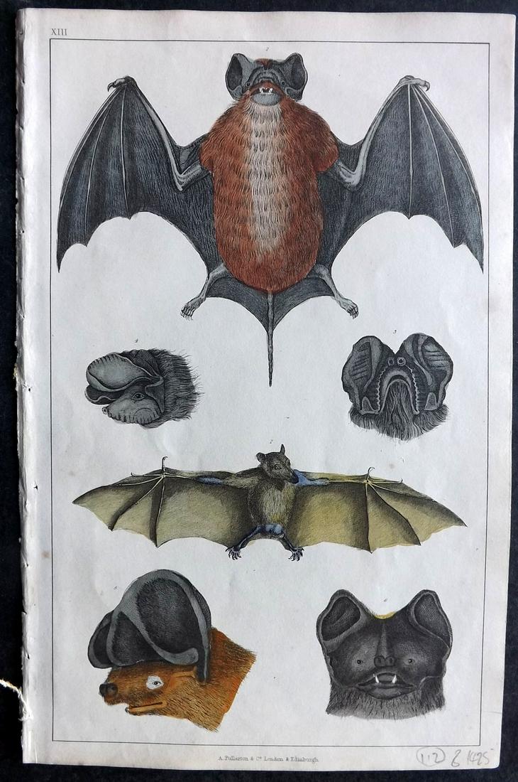 Goldsmith, Oliver 1847 Hand Col Print. Bats: Hand Colored Etching/Engraving Published 1847 by A. Fullarton & Co., London for "A History of the Earth and Animated Nature" by Oliver Goldsmith. Fine hand colour as issued. Paper Size: 10 x 6 inch (2