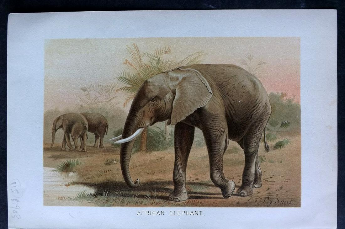Lydekker, Richard 1896 Antique Print. Elephant: Chromolithographs Published 1894-96, London for "The Royal Natural History" by Richard Lydekker. Illustrated by Smit, Keulemans, Wolf and others. Paper Size: 10 x 6.5 inch (25 x 16.5cm) Good Condition