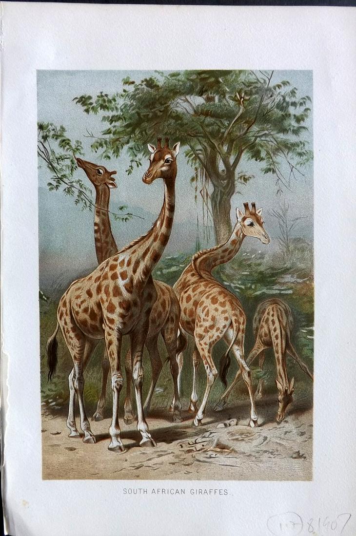 Lydekker, Richard 1896 Antique Print. Giraffes: Chromolithographs Published 1894-96, London for "The Royal Natural History" by Richard Lydekker. Illustrated by Smit, Keulemans, Wolf and others. Paper Size: 10 x 6.5 inch (25 x 16.5cm) Good Condition