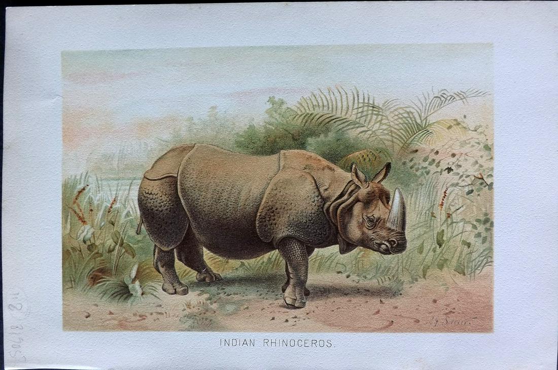 Lydekker, Richard 1896 Antique Print. Rhino: Chromolithographs Published 1894-96, London for "The Royal Natural History" by Richard Lydekker. Illustrated by Smit, Keulemans, Wolf and others. Paper Size: 10 x 6.5 inch (25 x 16.5cm) Good Condition