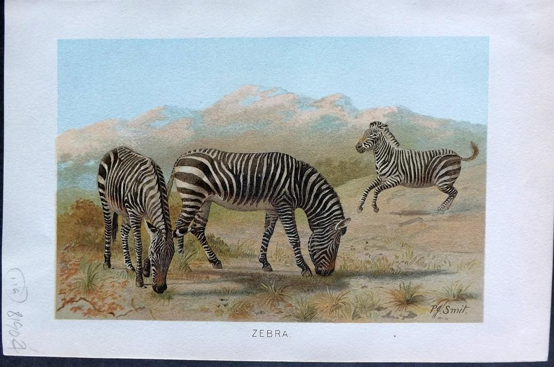 Lydekker, Richard 1896 Antique Print. Zebra (1 of 2)