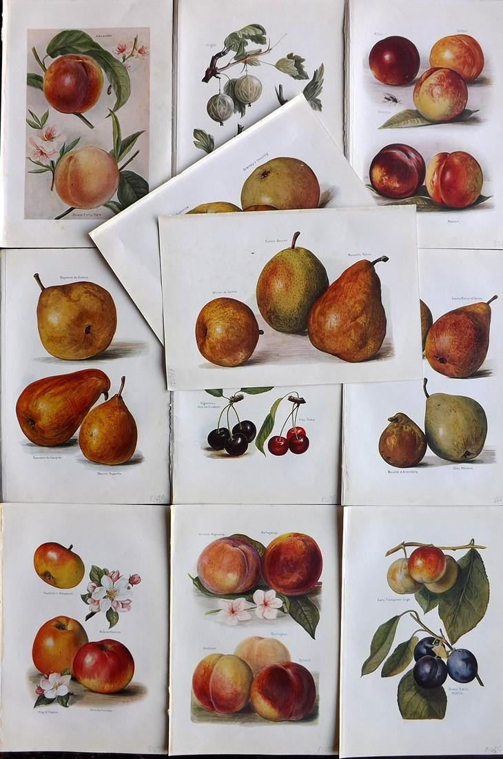 Wright, J & H 1924 Lot of 11 Vintage Fruit Prints: Lithographs Published 1924, London for "The Fruit-Grower's Guide" by John and Horace Wright. Paper Size: 10.5 x 7 inch (27 x 18cm) Very minor margin toning. Good Condition overall