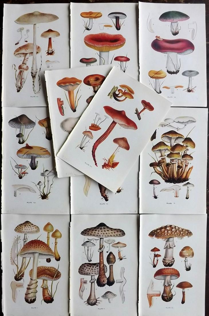 Massee, George 1911 Lot of 11 Antique Mushroom Prints: Offset Lithograph Published 1911, London for "British Fungi With a Chapter on Lichens" by George Massee. Paper Size: 8 x 5.5 inch (20 x 14cm) Good Condition