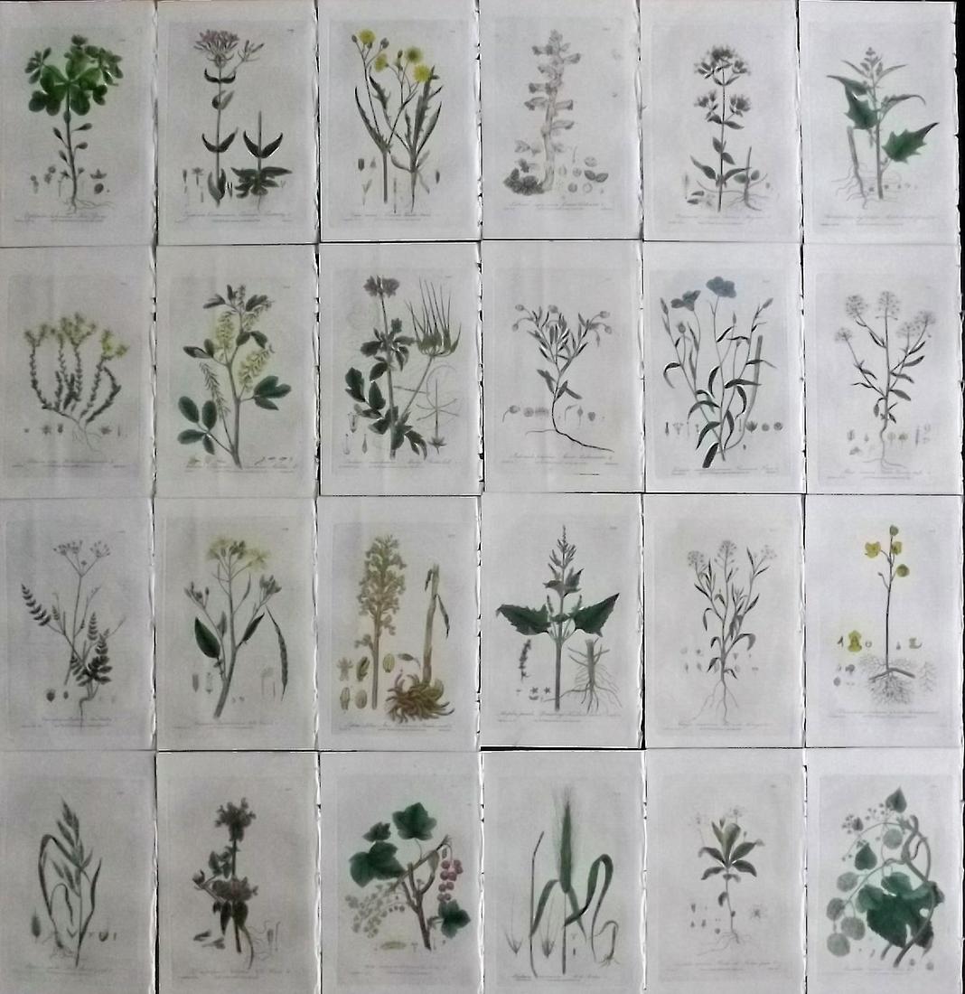 Baxter, William 1830's Lot of 24 Hand Col Botanical Prints: Hand Colored Etchings Published 1834-43, Oxford for "British Phaenogamous Botany; or, Figures and Descriptions of British Flowering Plants" by William Baxter. Paper Size: 9 x 5.5 inch (23 x 14cm) Very