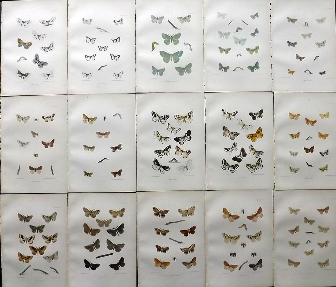 Barrett, Charles 1890's Lot of 15 Antique Moth Prints (1 of 5)