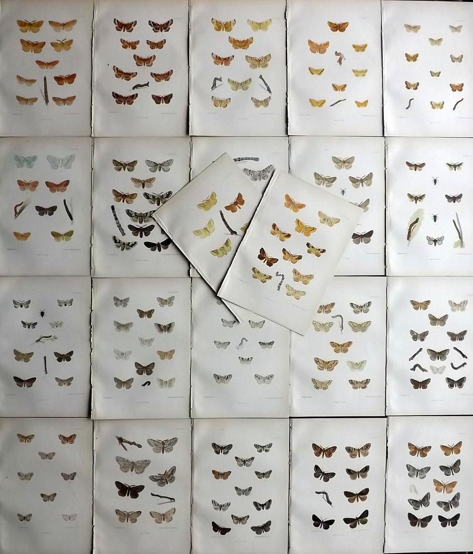 Barrett, Charles 1890's Lot of 22 Antique Moth Prints (1 of 7)