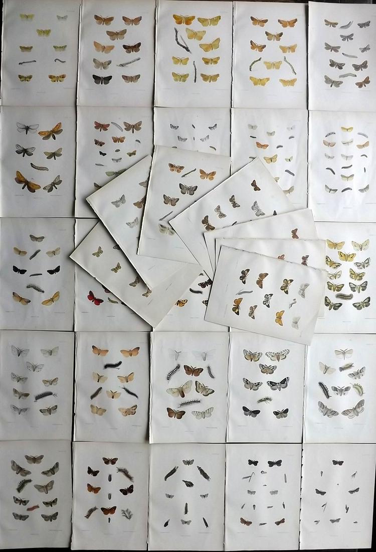 Barrett, Charles 1890's Lot of 32 Antique Moth Prints (1 of 8)