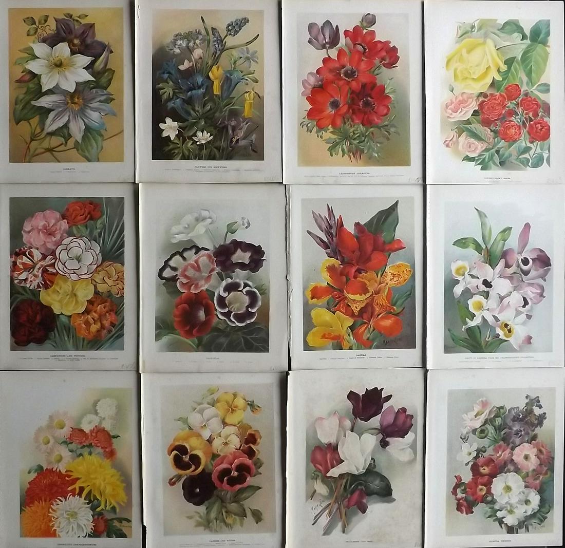 Wright, John 1896 Lot of 12 Antique Botanical Prints: Chromolithograph published 1896-1901 by Virtue & Co, London for "The Flower Growers Guide" By John Wright. Illustrated by Miss Gertrude Hamilton & Marie Low. Paper Size : 10.5 x 8 inch (27 x 21cm) A f