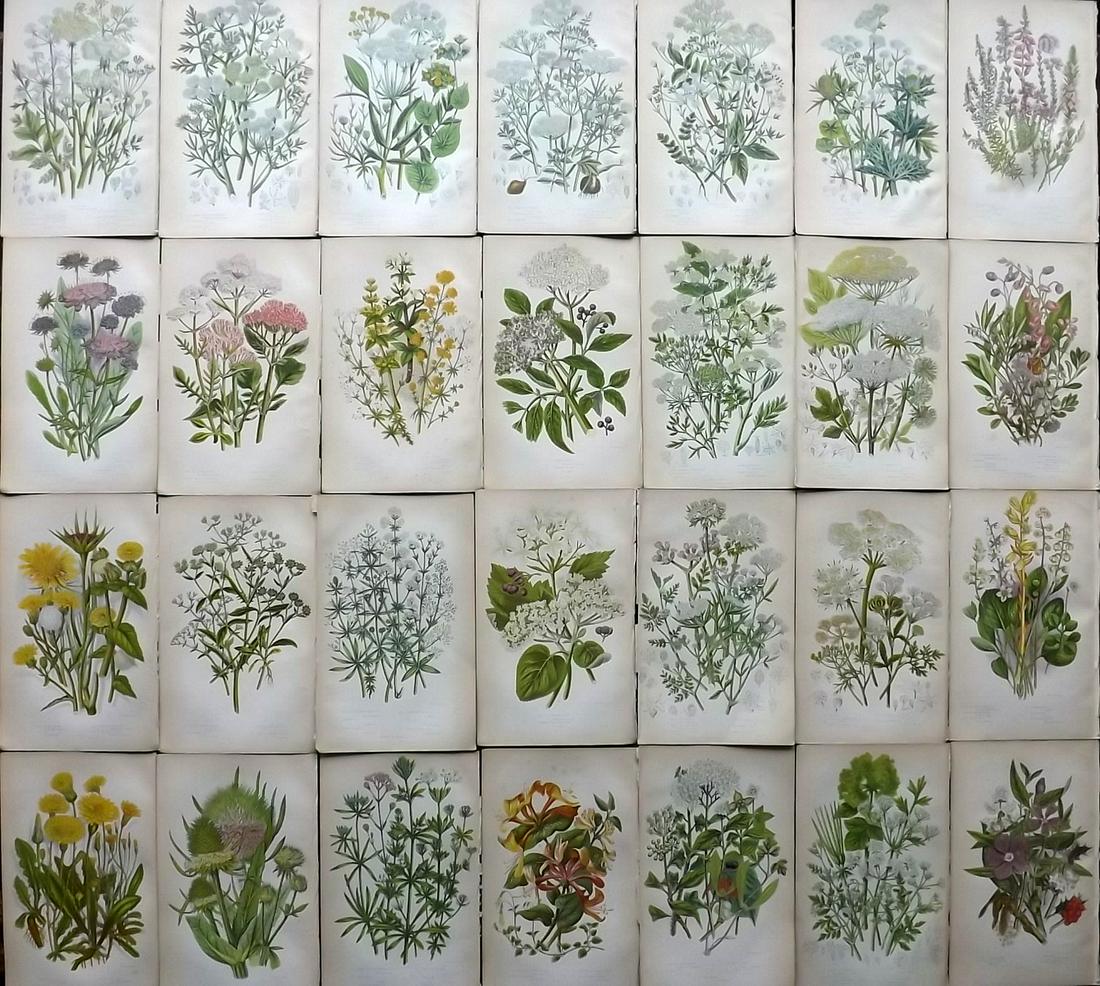 Pratt, Anne 1855 Lot of 28 Antique Botanical Prints: Color Printed Woodblock Published 1855, London for "The Flowering Plants and Ferns of Great Britain" First Edition by Anne Pratt. Paper Size: 9 x 5.5 inch (23 x 14cm) Good Condition