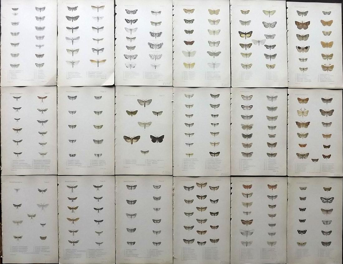 Leech, John 1886 Lot of 18 Antique Moth Prints (1 of 6)