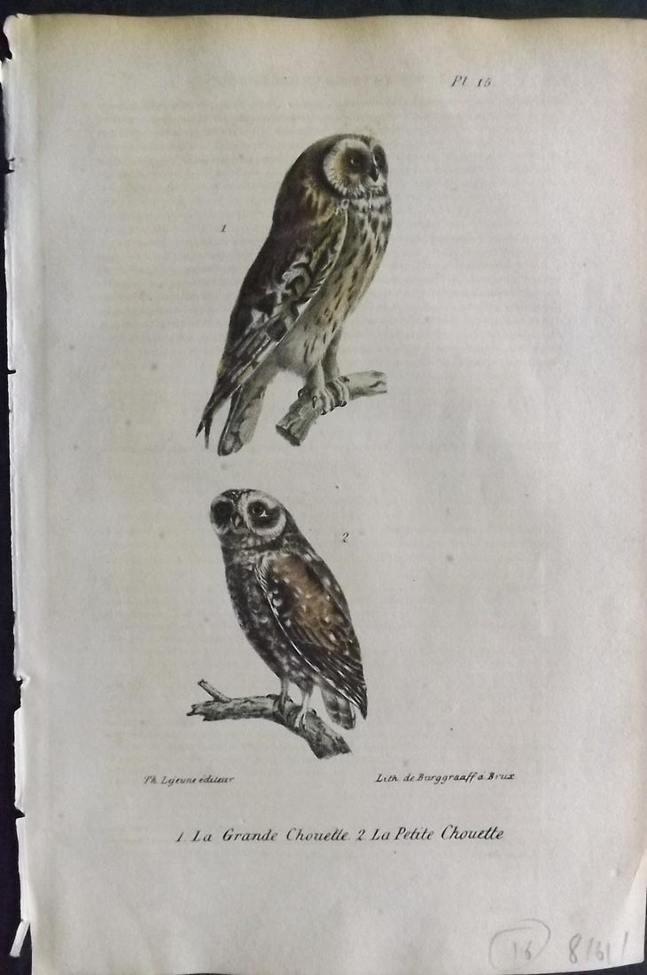Buffon, Comte de 1830 Hand Col Print. Owls 15 (1 of 2)