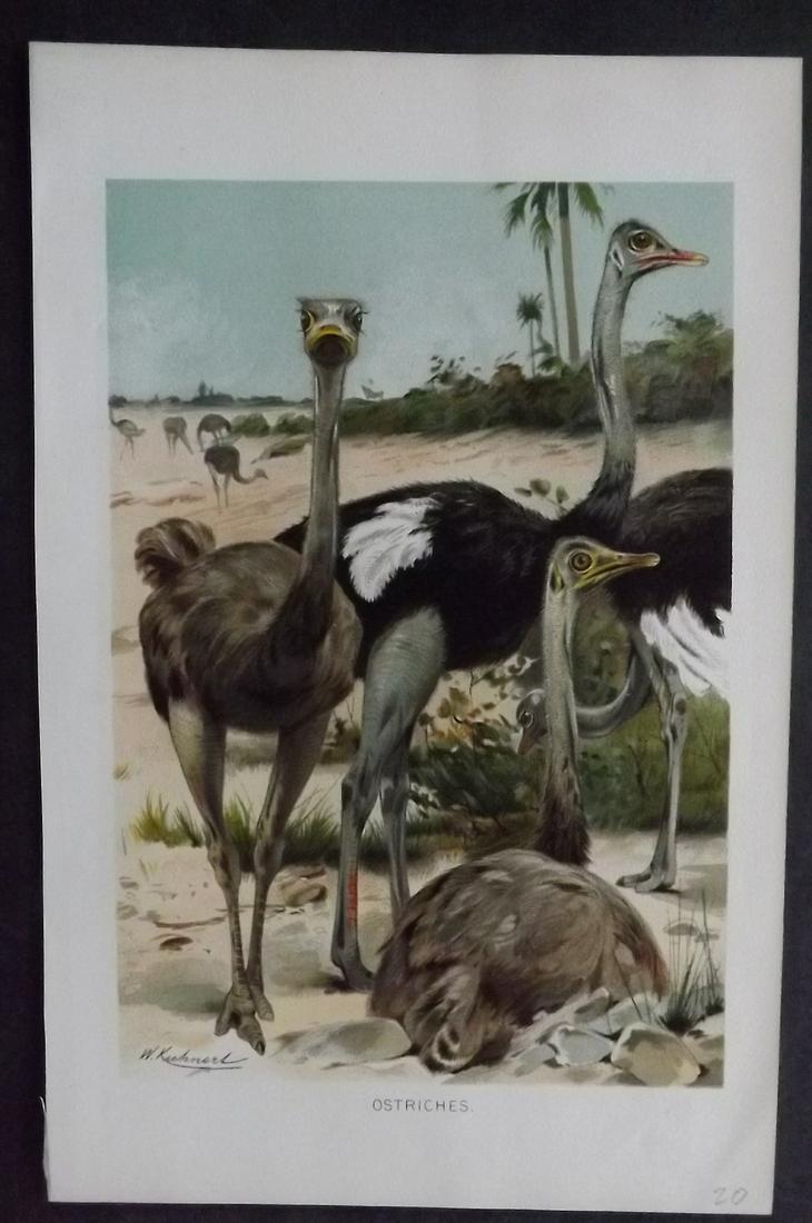 Lydekker, Richard 1896 Antique Bird Print.Ostrich: Chromolithographs Published 1894-96, London for "The Royal Natural History" by Richard Lydekker. Illustrated by Smit, Keulemans, Wolf and others. Paper Size: 10 x 6.5 inch (25 x 16.5cm) Good Condition