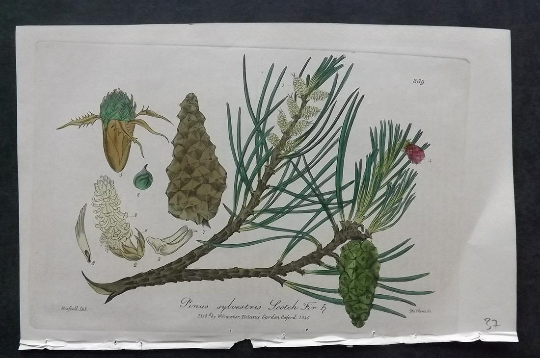 Baxter, William 1830's Hand Col Botanical Print. Pine Cones: Hand Colored Etchings Published 1834-43, Oxford for "British Phaenogamous Botany; or, Figures and Descriptions of British Flowering Plants" by William Baxter. Paper Size: 9 x 5.5 inch (23 x 14cm) Good