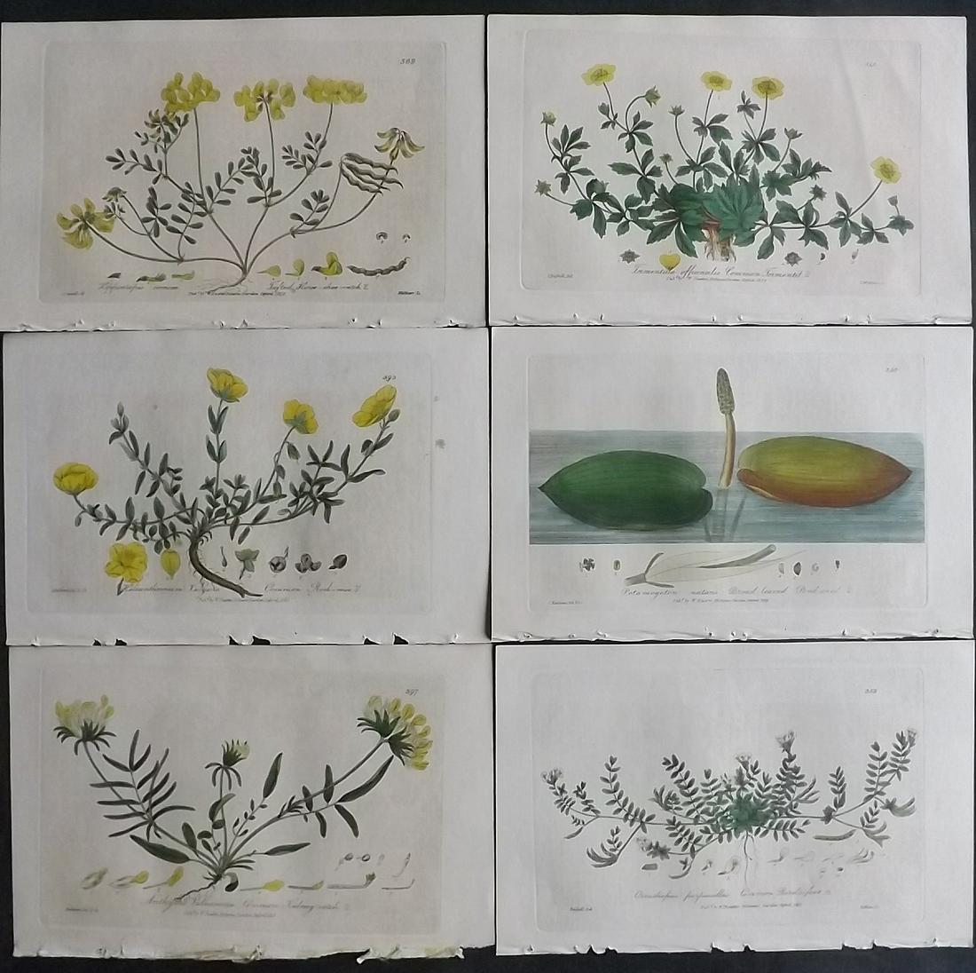 Baxter, William 1830's Lot of 6 Hand Col Botanical Prints: Hand Colored Etchings Published 1834-43, Oxford for "British Phaenogamous Botany; or, Figures and Descriptions of British Flowering Plants" by William Baxter. Paper Size: 9 x 5.5 inch (23 x 14cm) Good