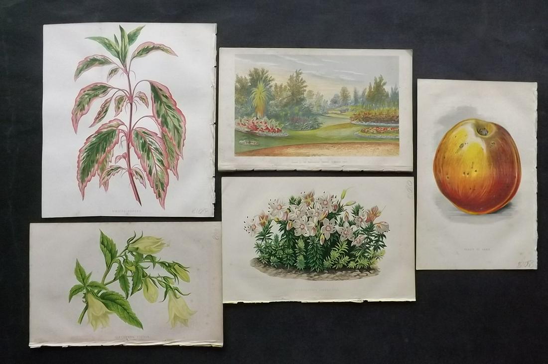 Hibberd, Shirley C1870 Lot of 5 Botanical, Fruit & Garden Prints (1 of 2)