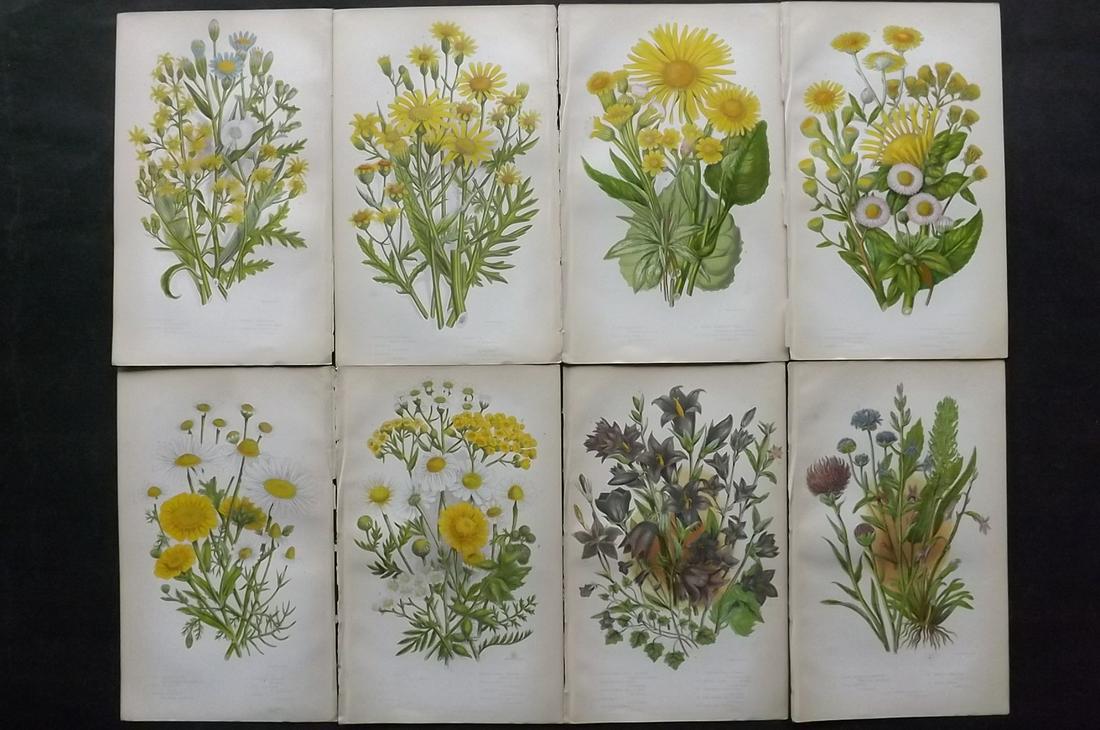 Pratt, Anne 1855 Lot of 8 Antique Botanical Prints: Color Printed Woodblock Published 1855, London for "The Flowering Plants and Ferns of Great Britain" First Edition by Anne Pratt. Paper Size: 9 x 5.5 inch (23 x 14cm) Good Condition