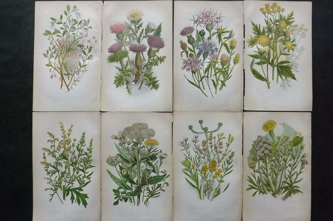 Pratt, Anne 1855 Lot of 8 Antique Botanical Prints: Color Printed Woodblock Published 1855, London for "The Flowering Plants and Ferns of Great Britain" First Edition by Anne Pratt. Paper Size: 9 x 5.5 inch (23 x 14cm) Good Condition