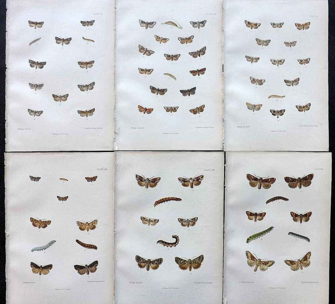 Barrett, Charles 1890's Lot of 6 Antique Moth Prints (1 of 2)