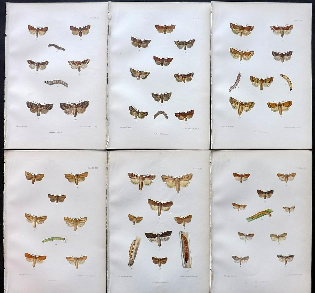 Barrett, Charles 1890's Lot of 6 Antique Moth Prints (1 of 2)