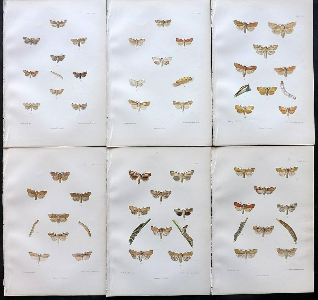 Barrett, Charles 1890's Lot of 6 Antique Moth Prints: Lithographs Published 1893-1907, London for "The Lepidoptera of the British Islands" by Charles G. Barrett. Printed in colours, some with additional hand colour. With accompanying descriptive text. Sc