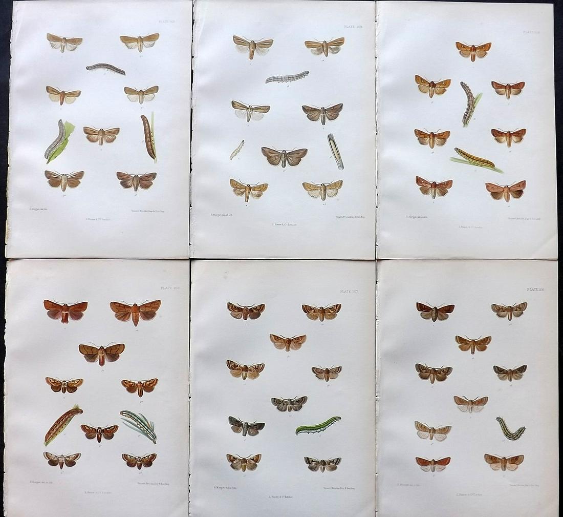 Barrett, Charles 1890's Lot of 6 Antique Moth Prints: Lithographs Published 1893-1907, London for "The Lepidoptera of the British Islands" by Charles G. Barrett. Printed in colours, some with additional hand colour. With accompanying descriptive text. Sc