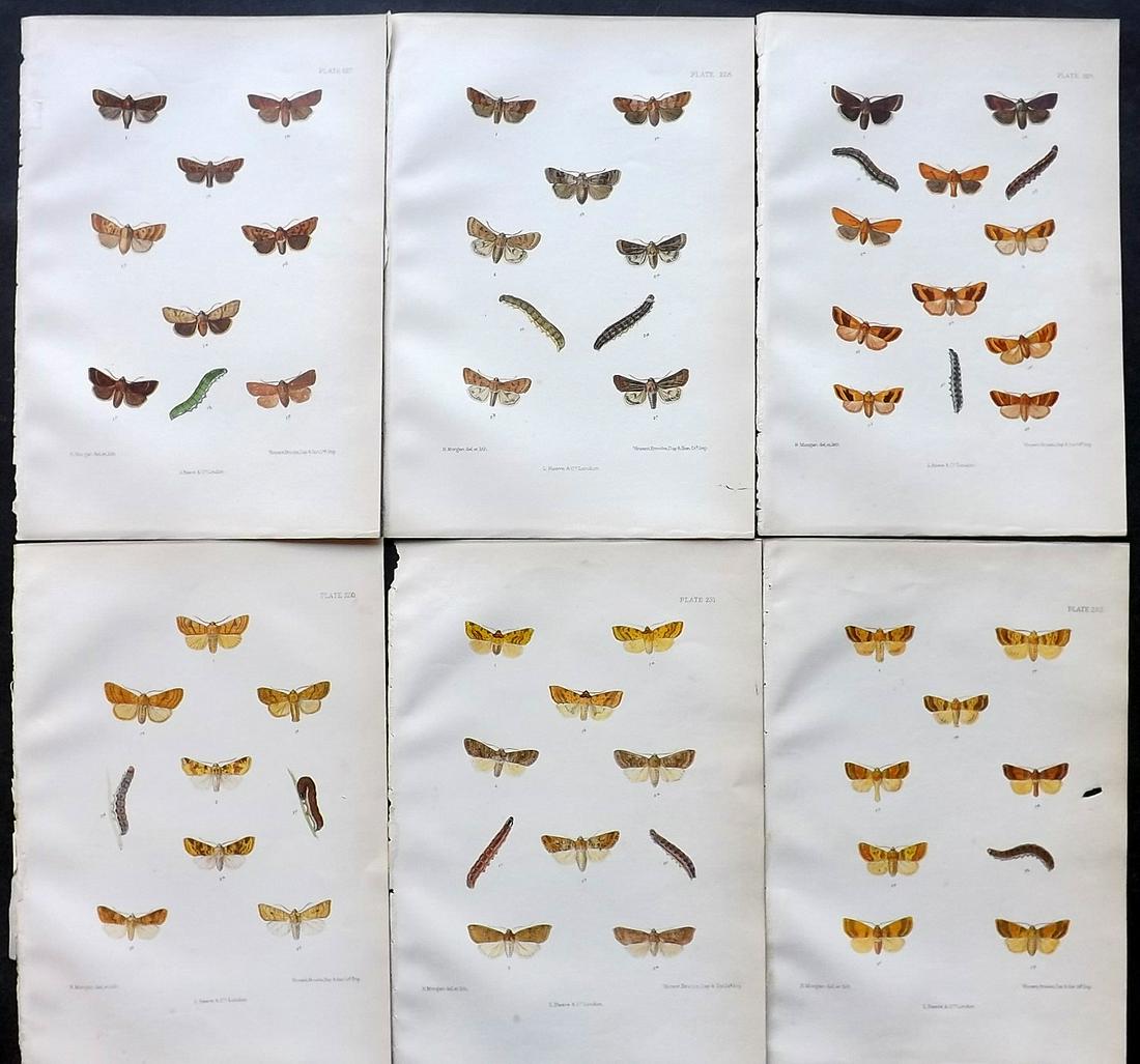 Barrett, Charles 1890's Lot of 6 Antique Moth Prints: Lithographs Published 1893-1907, London for "The Lepidoptera of the British Islands" by Charles G. Barrett. Printed in colours, some with additional hand colour. With accompanying descriptive text. Sc