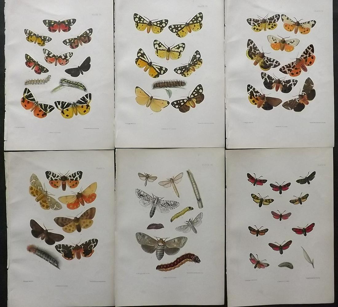 Barrett, Charles 1890's Lot of 6 Antique Moth Prints (1 of 2)