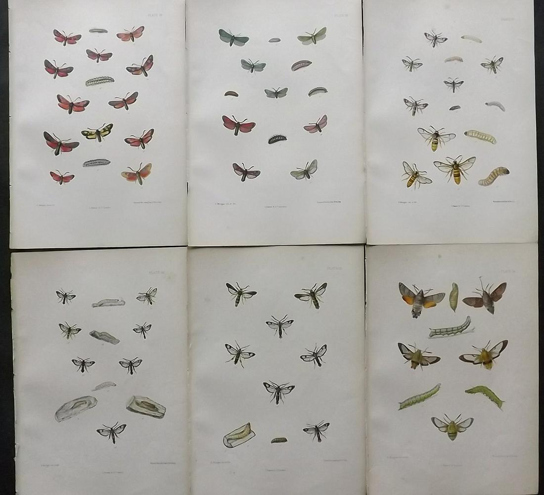 Barrett, Charles 1890's Lot of 6 Antique Moth Prints (1 of 2)