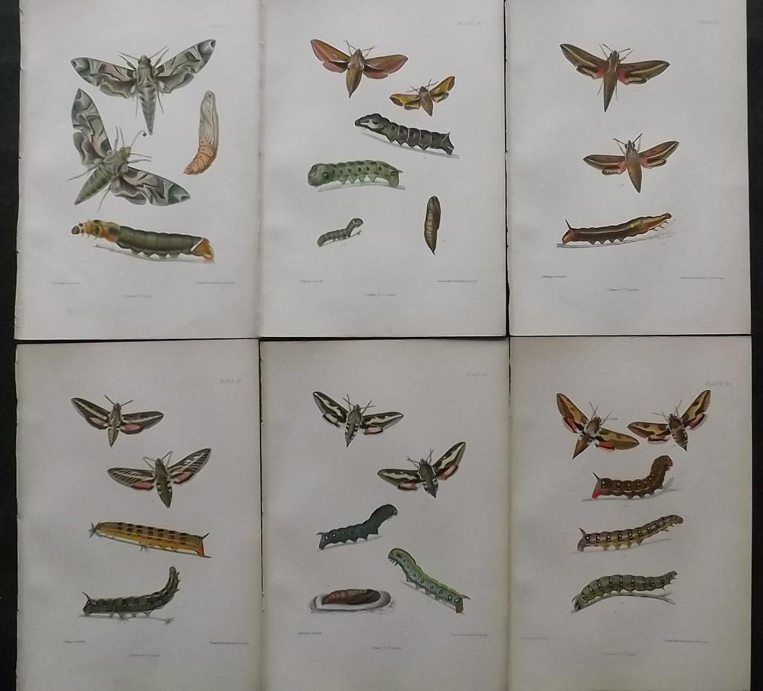 Barrett, Charles 1890's Lot of 6 Antique Moth Prints (1 of 2)
