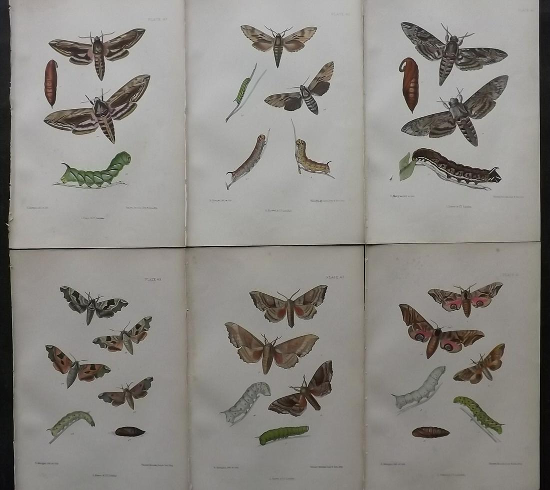 Barrett, Charles 1890's Lot of 6 Antique Moth Prints (1 of 2)