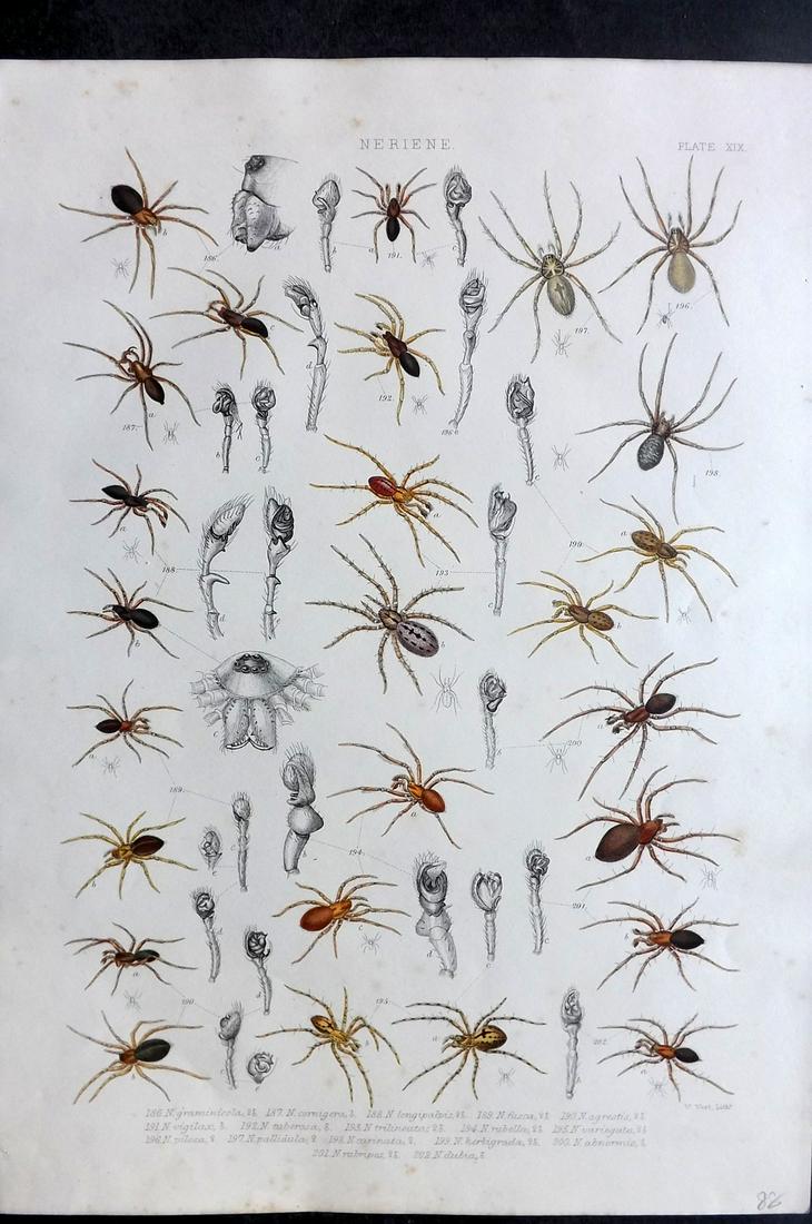 Blackwall, John 1861 Rare Folio Spider Print 19 (1 of 2)