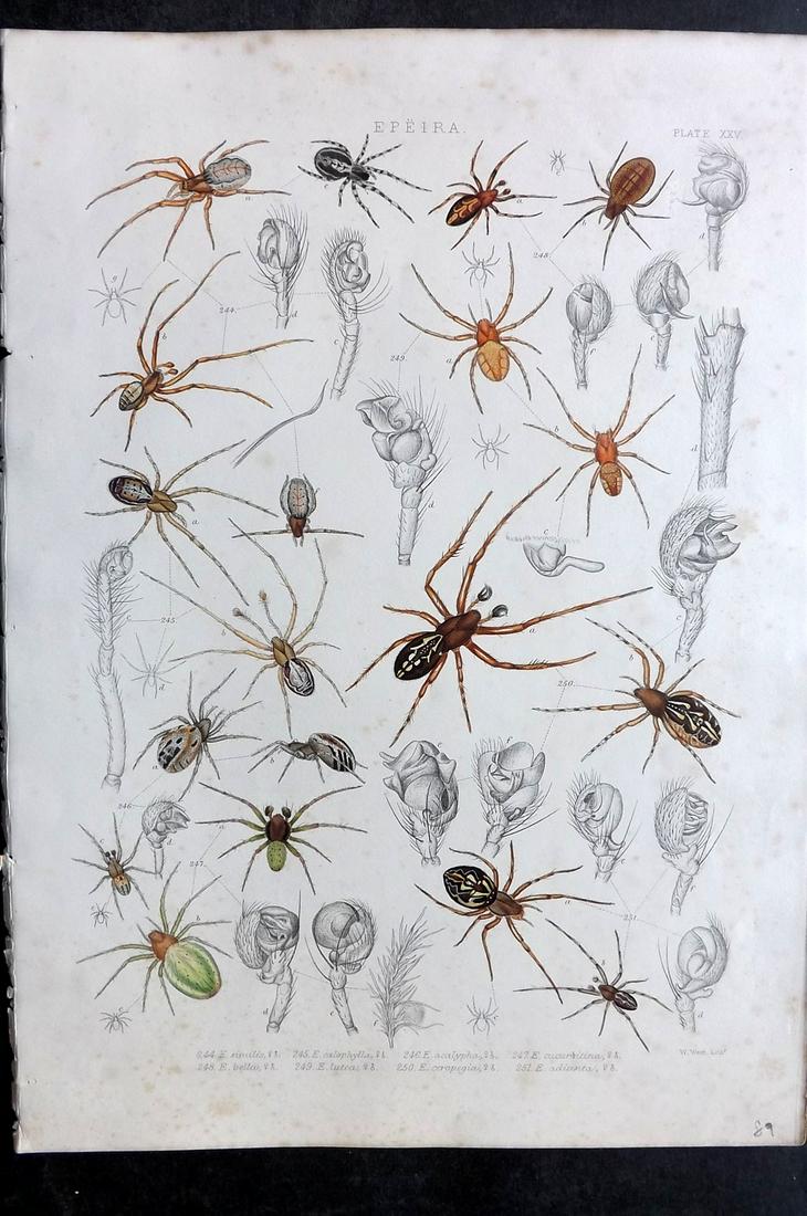 Blackwall, John 1861 Rare Folio Spider Print 25 (1 of 2)
