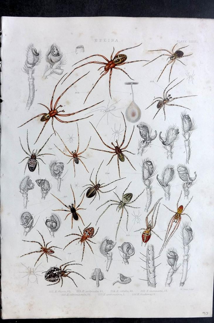 Blackwall, John 1861 Rare Folio Spider Print 26 (1 of 2)