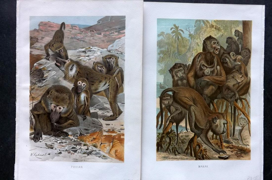 Brehm & Pechuel-Losche 1892 Pair of Monkey Prints: Chromolithograph Published 1890-93, Leipzig and Vienna for "Brehms Tierleben. Allgemeine Kunde des Tierreichs" by Alfred Edmund Brehm, Eduard Pechuel-Losche and Wilhelm Haacke. Many of the same images