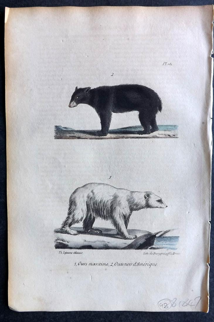 Buffon, Comte de 1830 Hand Col Print. American Black Bear, Polar Bear (1 of 2)