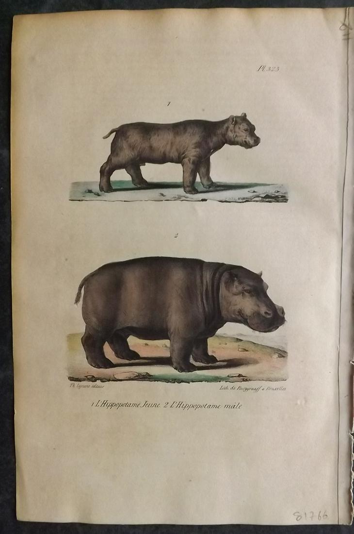 Buffon, Comte de 1830 Hand Col Print. Hippo (1 of 2)