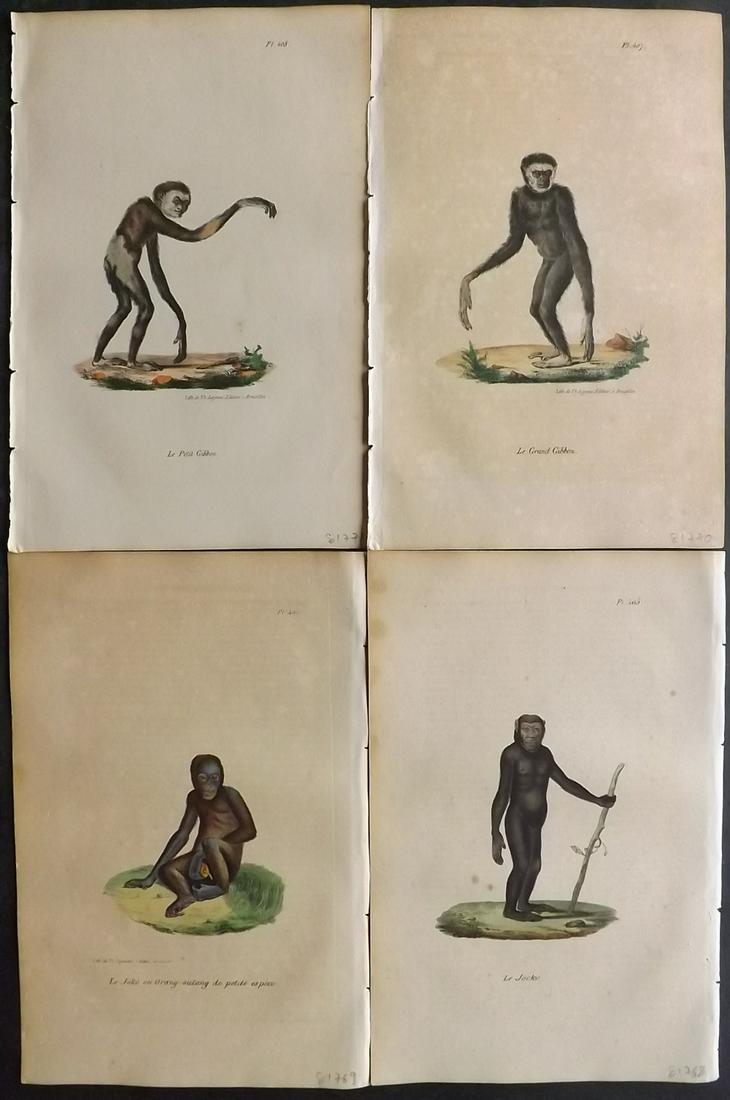 Buffon, Comte de 1830 Lot of 4 Hand Col Monkey Prints (1 of 2)