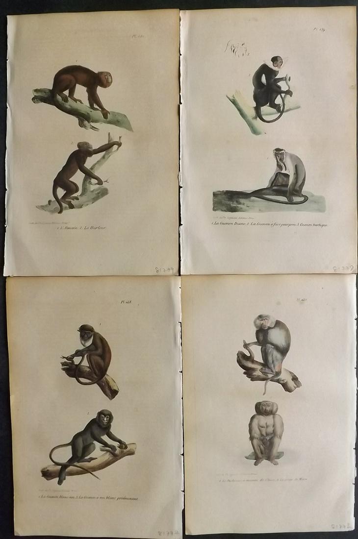 Buffon, Comte de 1830 Lot of 4 Hand Col Monkey Prints (1 of 2)