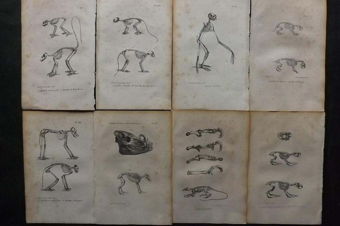 Buffon, Comte de 1830 Lot of 8 Natural History Anatomy Skeleton Prints (1 of 2)