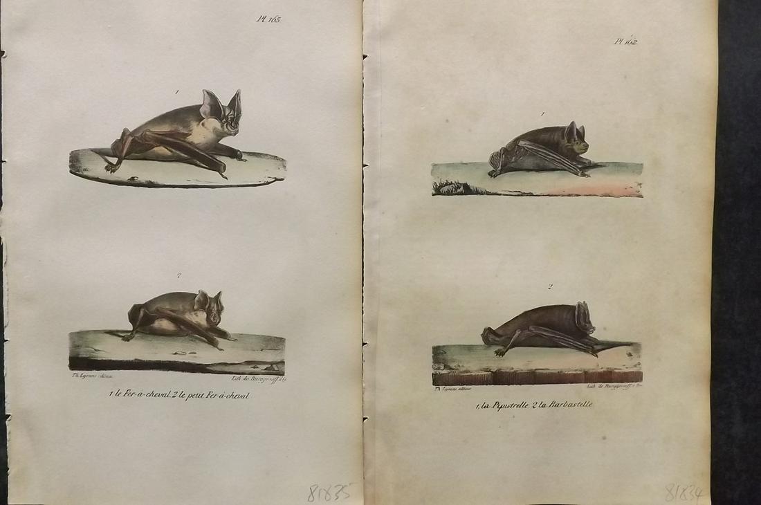 Buffon, Comte de 1830 Pair of Hand Col Bat Prints (1 of 2)