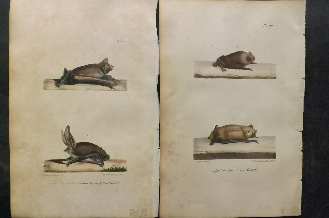 Buffon, Comte de 1830 Pair of Hand Col Bat Prints: Hand Colored Lithographs Published 1828-33, Brussels for "Oeuvres completes de Buffon" by the Comte de Buffon and Louis-Jean-Marie Daubenton. Paper Size: 9.5 x 6 inch (24 x 16cm) Some toning present, 